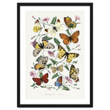 Paul Gervais – Butterfly and Moth Natural History Illustration (1842) thumbnail