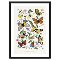 Paul Gervais – Butterfly and Moth Natural History Illustration (1842)