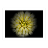 Backyard Flowers No 86 Color Flow Version (Print Only) thumbnail
