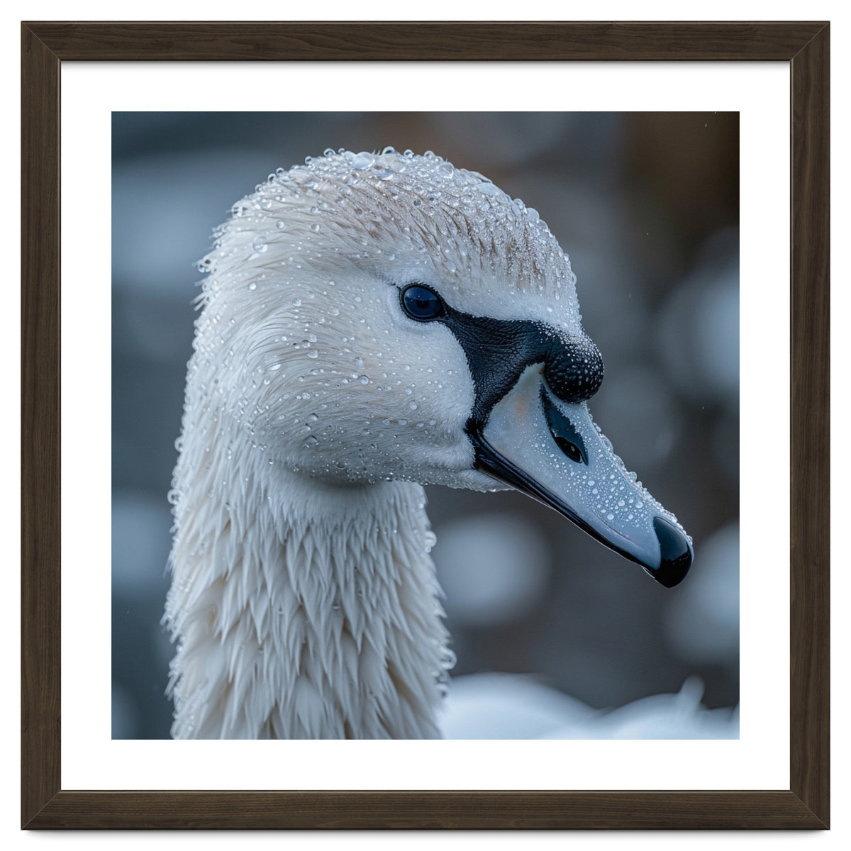 Close Up Of A Swan Head Covered In Water Droplets