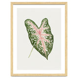 Caladium ‘Carolyn Whorton’ Leaf (Hand Drawn Illustration) thumbnail