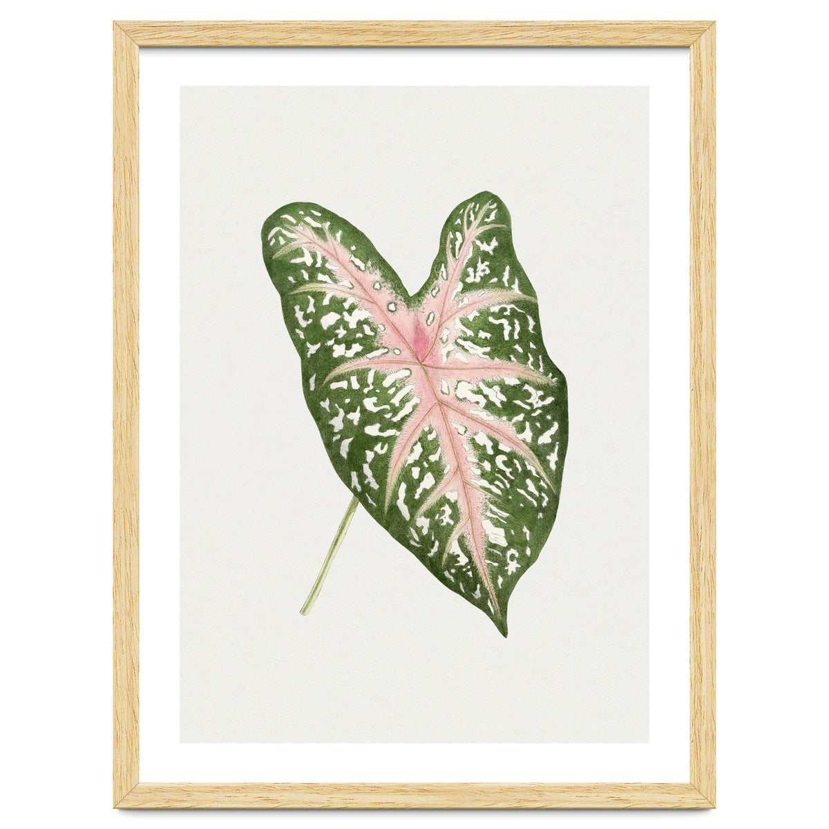 Caladium ‘Carolyn Whorton’ Leaf (Hand Drawn Illustration)