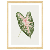 Caladium ‘Carolyn Whorton’ Leaf (Hand Drawn Illustration)