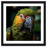 Close Up Of A Colorful Macaw Parrot Face