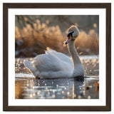 Majestic Swan On Calm Water During Sunset Nature Scene thumbnail