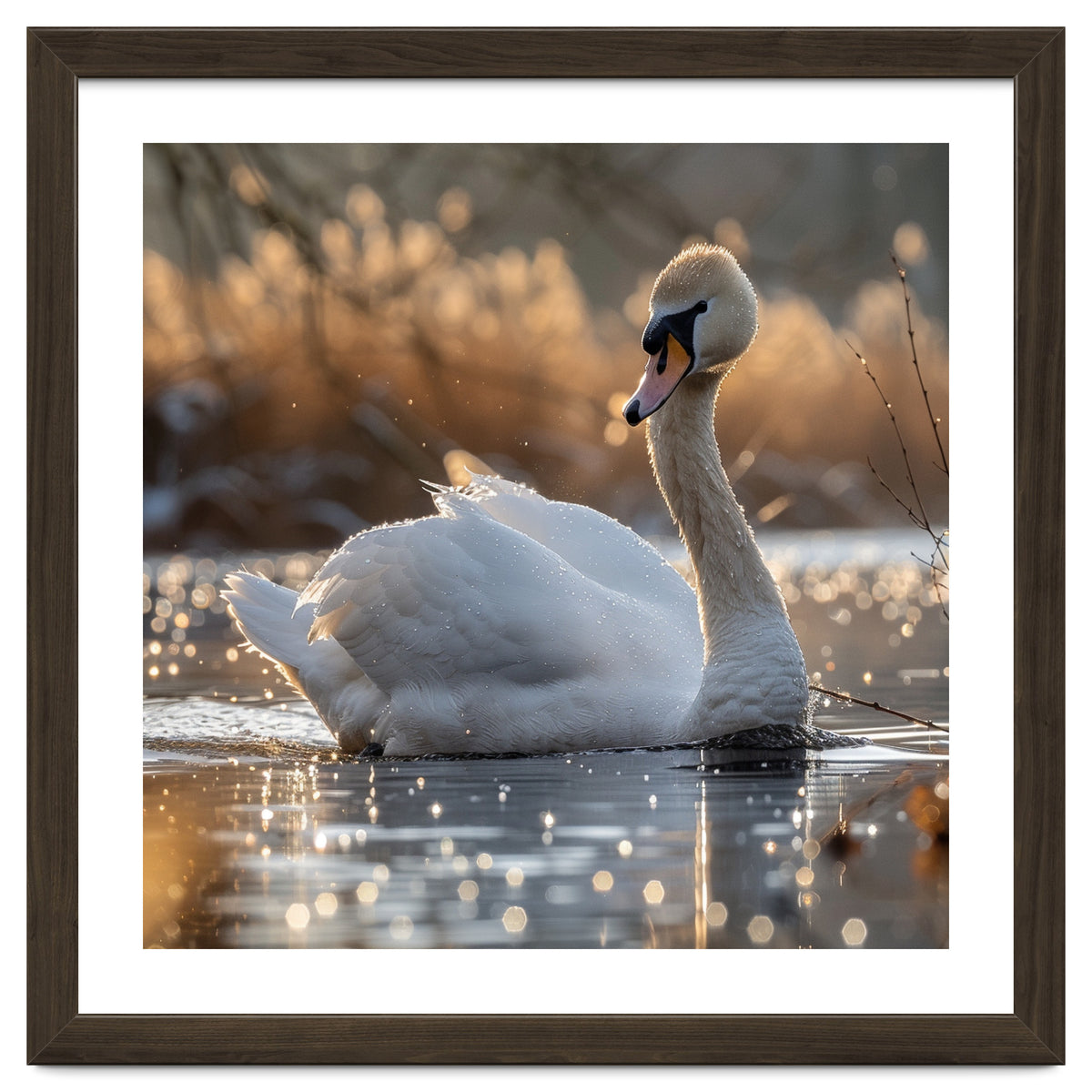 Majestic Swan On Calm Water During Sunset Nature Scene