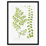 Edward Joseph Lowe – Adiantum Assimile and Adiantum Lunulatum (1856–1860) thumbnail