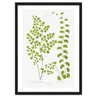 Edward Joseph Lowe – Adiantum Assimile and Adiantum Lunulatum (1856–1860)