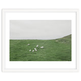 A flock of Sheep in the Green Hill - Iceland thumbnail