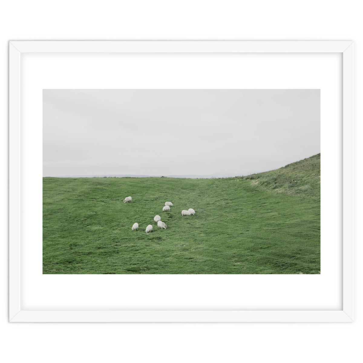 A flock of Sheep in the Green Hill - Iceland