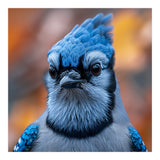 Close Up Blue Jay Bird With Detailed Feathers (Print Only) thumbnail