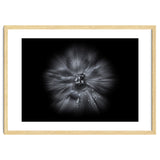 Backyard Flowers In Black And White No 66 Flow Version thumbnail