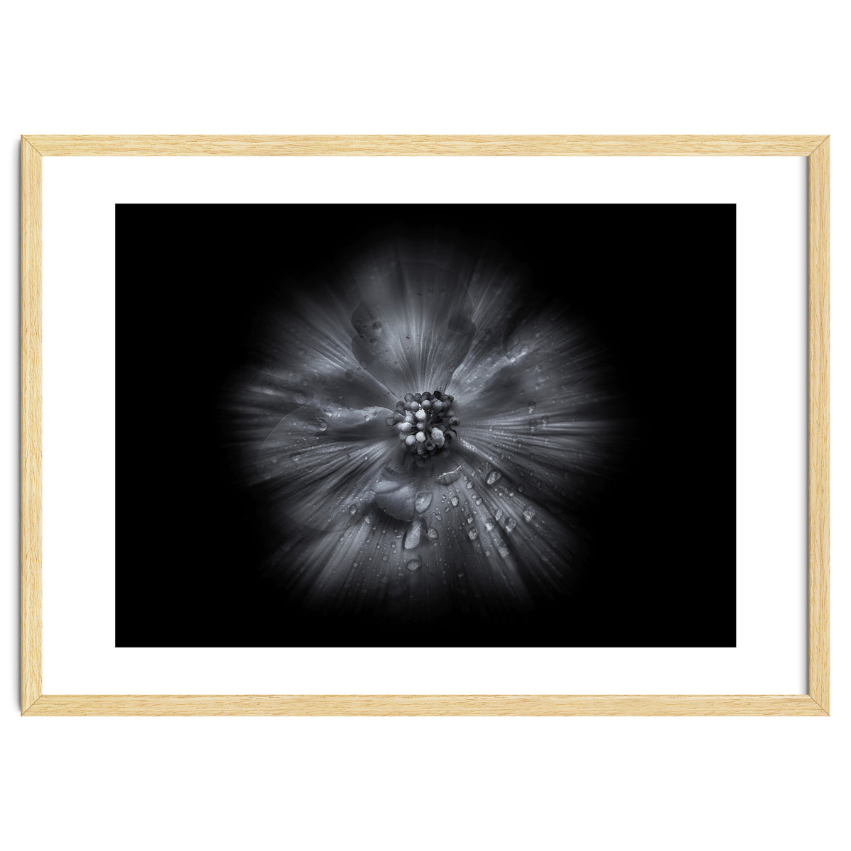 Backyard Flowers In Black And White No 66 Flow Version