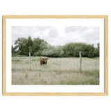 Cow in the farm thumbnail