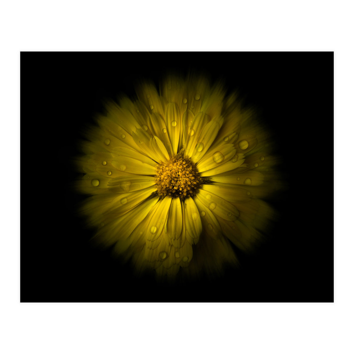 Backyard Flowers No 10 Color Flow Version (Print Only)