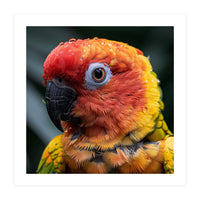 Sun Conure Parrot Bird With Water Droplets (Print Only)