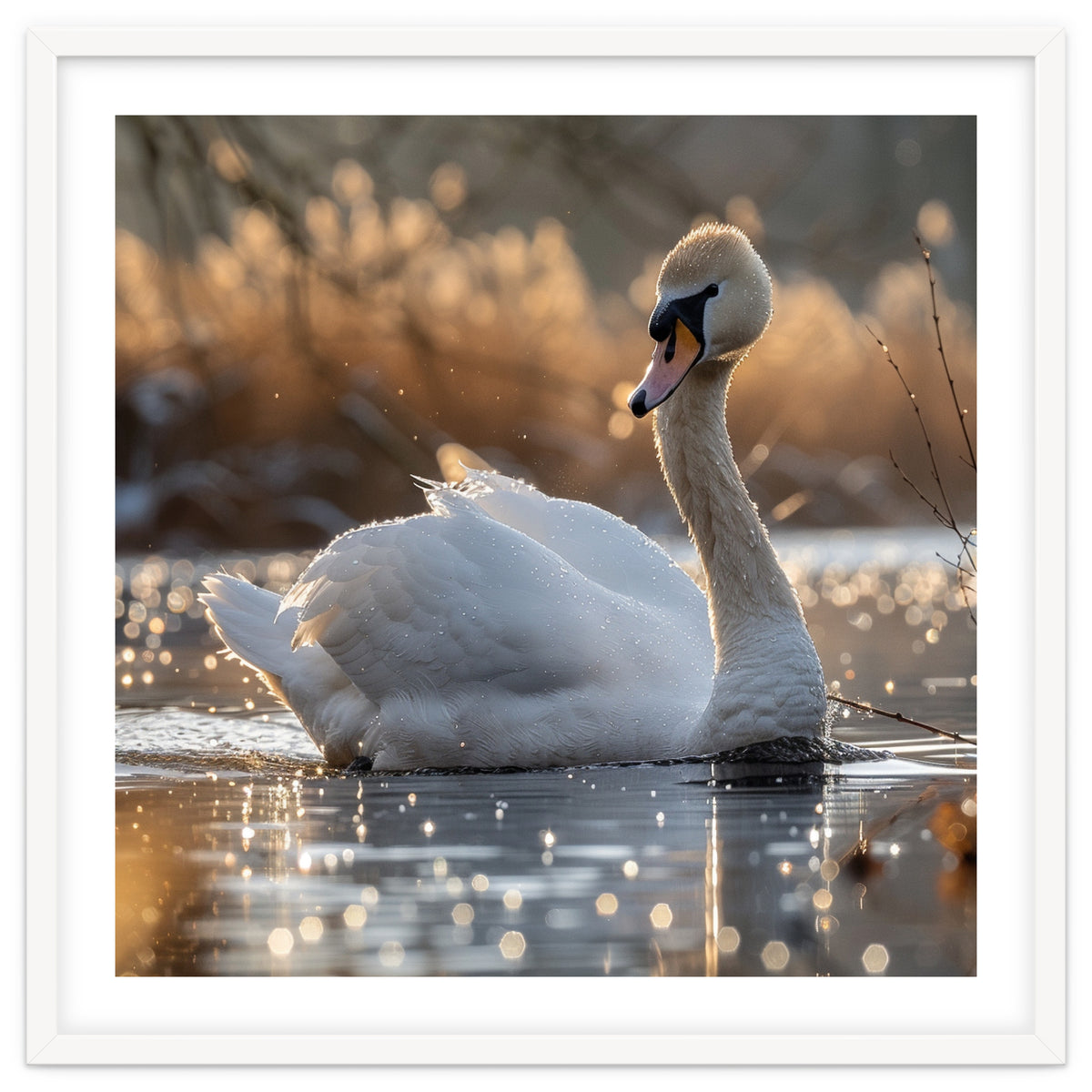 Majestic Swan On Calm Water During Sunset Nature Scene