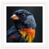 Black Bird With Red Eyes And Orange Chest Feathers thumbnail
