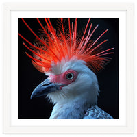 Secretary Bird