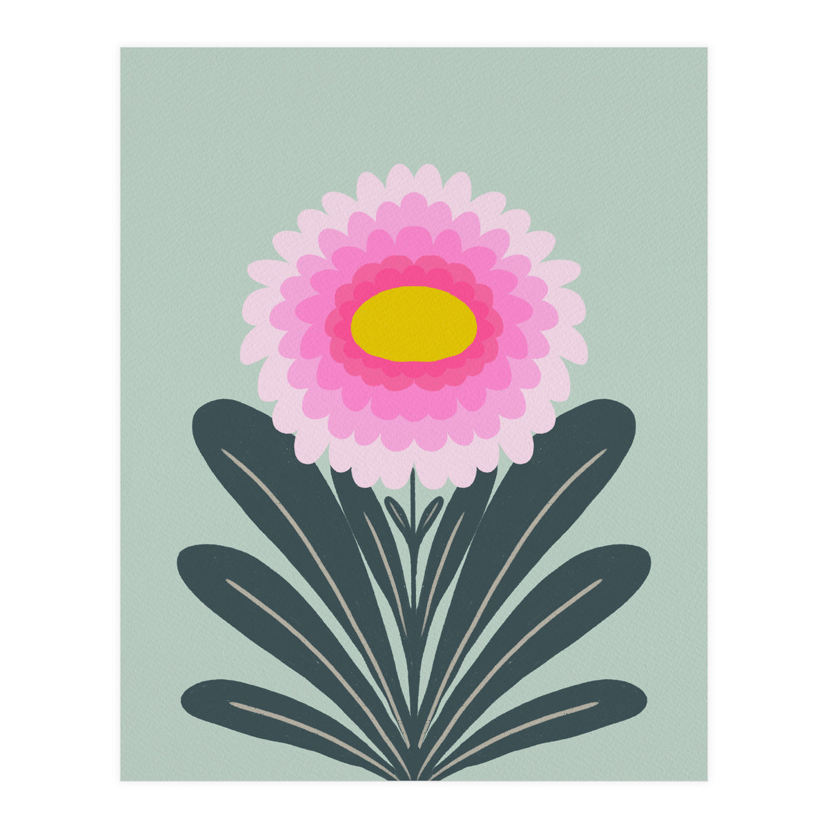 Chrysanthemum - turquoise and pink (Print Only)