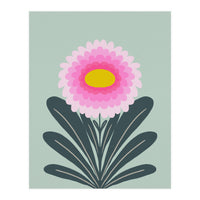 Chrysanthemum - turquoise and pink (Print Only)