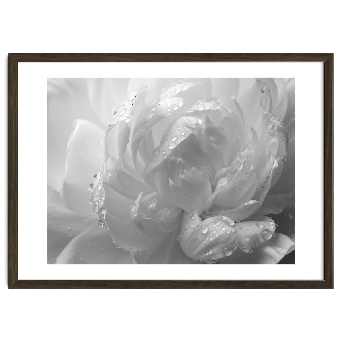 Ethereal Monochromatic Peony Petal Macro