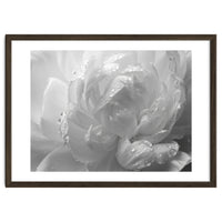 Ethereal Monochromatic Peony Petal Macro