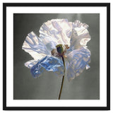 Shirley Poppy | Morning Silk thumbnail