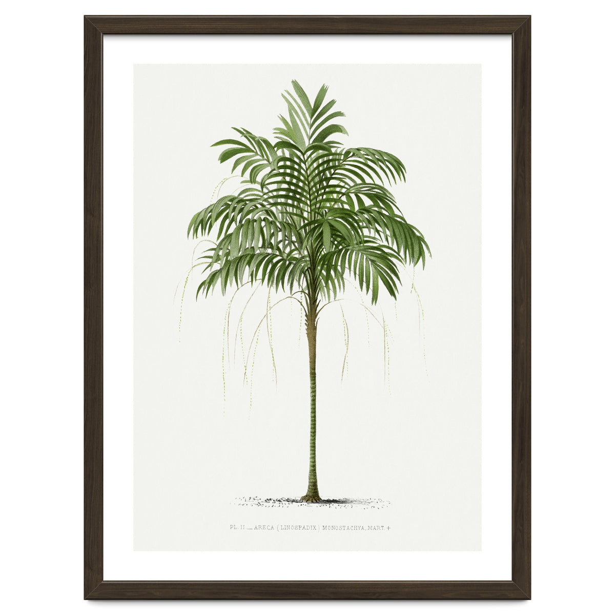 Oswald de Kerchove de Denterghem – Vintage Palm Tree Illustration (1878)