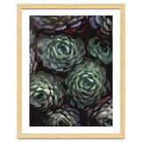 Succulent Plant Ii thumbnail