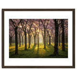 Blooming cherry trees in soft morning light thumbnail