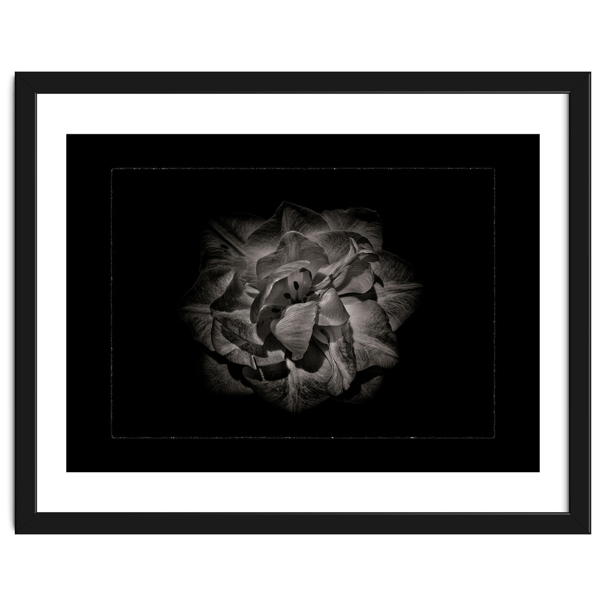 Backyard Flowers In Black And White No 81 with Border