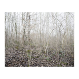 Lost in the birch forest (Print Only) thumbnail