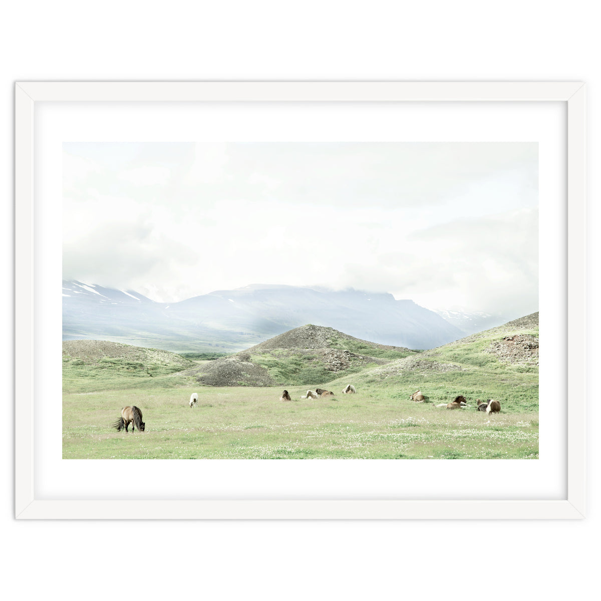 Relaxing horses on a sunny day calm field - Iceland