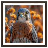 Close Up Of A Kestrel Bird Of Prey thumbnail