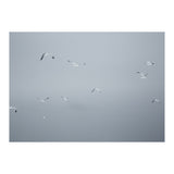 Flying seagulls in the winter sky (Print Only) thumbnail