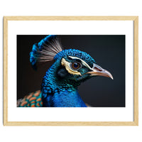 Close Up Peacock Head Blue Green Feather
