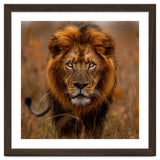 Majestic Lion King Of The Savannah In Dry Grass thumbnail