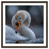 White Swan Bird With Water Droplets In Rain thumbnail