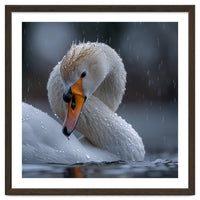 White Swan Bird With Water Droplets In Rain