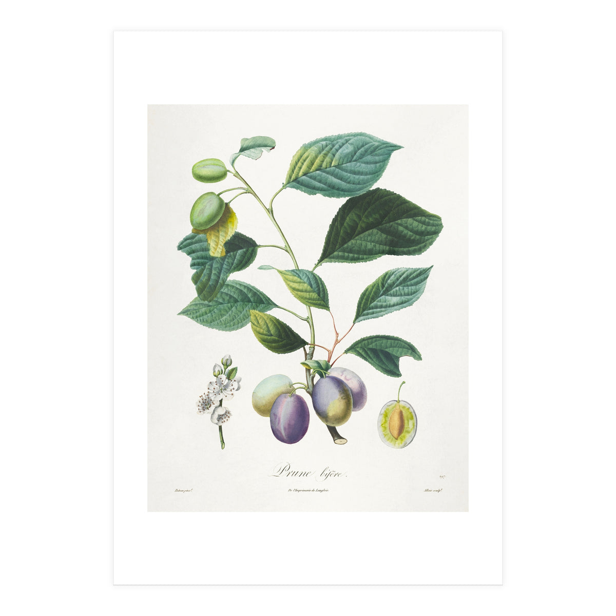 Henri-Louis Duhamel du Monceau – Prune Bifère (1808–1835) (Print Only)