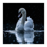 Majestic Swan Swimming In Dark Water (Print Only) thumbnail