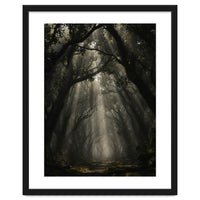 Enchanted Canopy: Mystical Forest Path