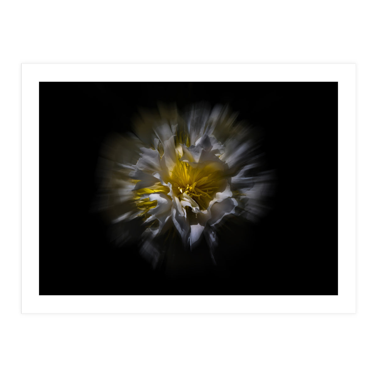 Backyard Flowers No 25 Color Flow Version (Print Only)