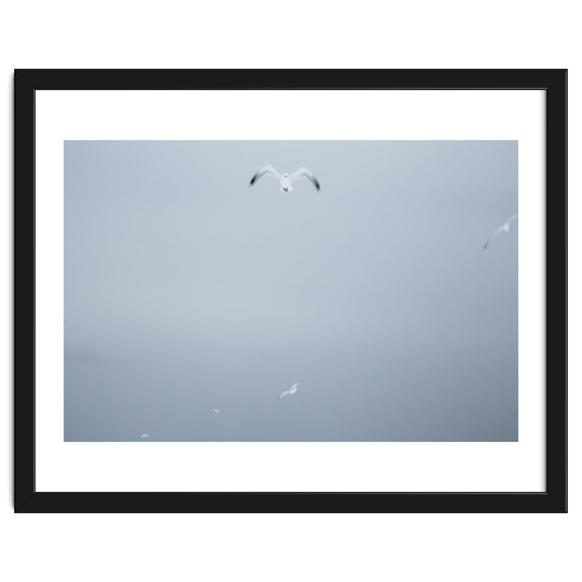 A flying seagull in the winter sky