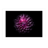 Backyard Flowers No 57 Color Version (Print Only) thumbnail