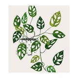 Monstera Obliqua Plant (Print Only) thumbnail