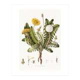 William Curtis – Dandelion (1777–1798) (Print Only) thumbnail
