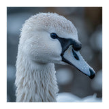 Close Up Of A Swan Head Covered In Water Droplets (Print Only) thumbnail