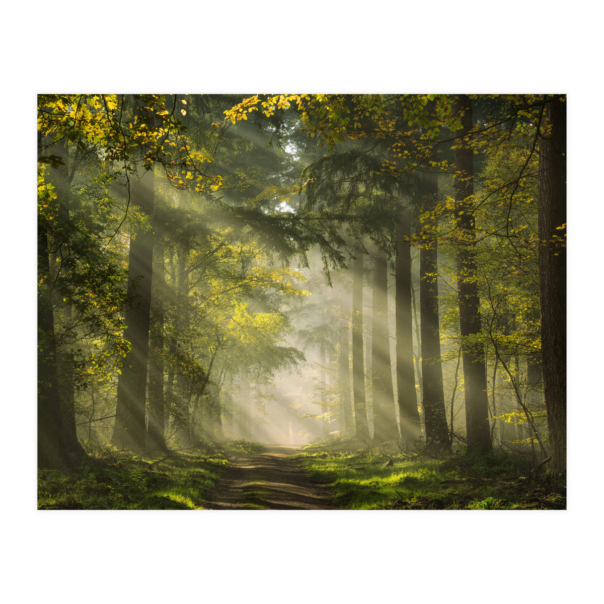 Sunrays in a Dutch forest (Print Only)